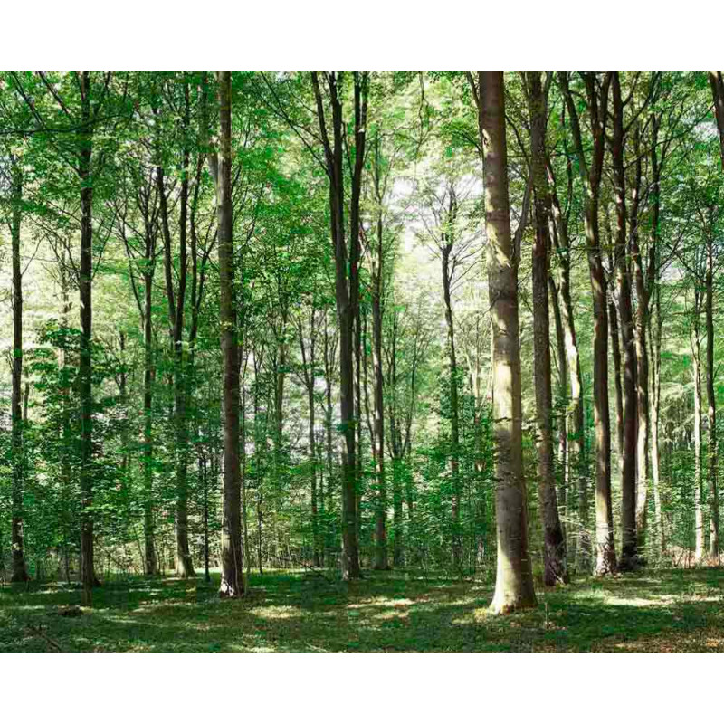 Forêt Damsbo