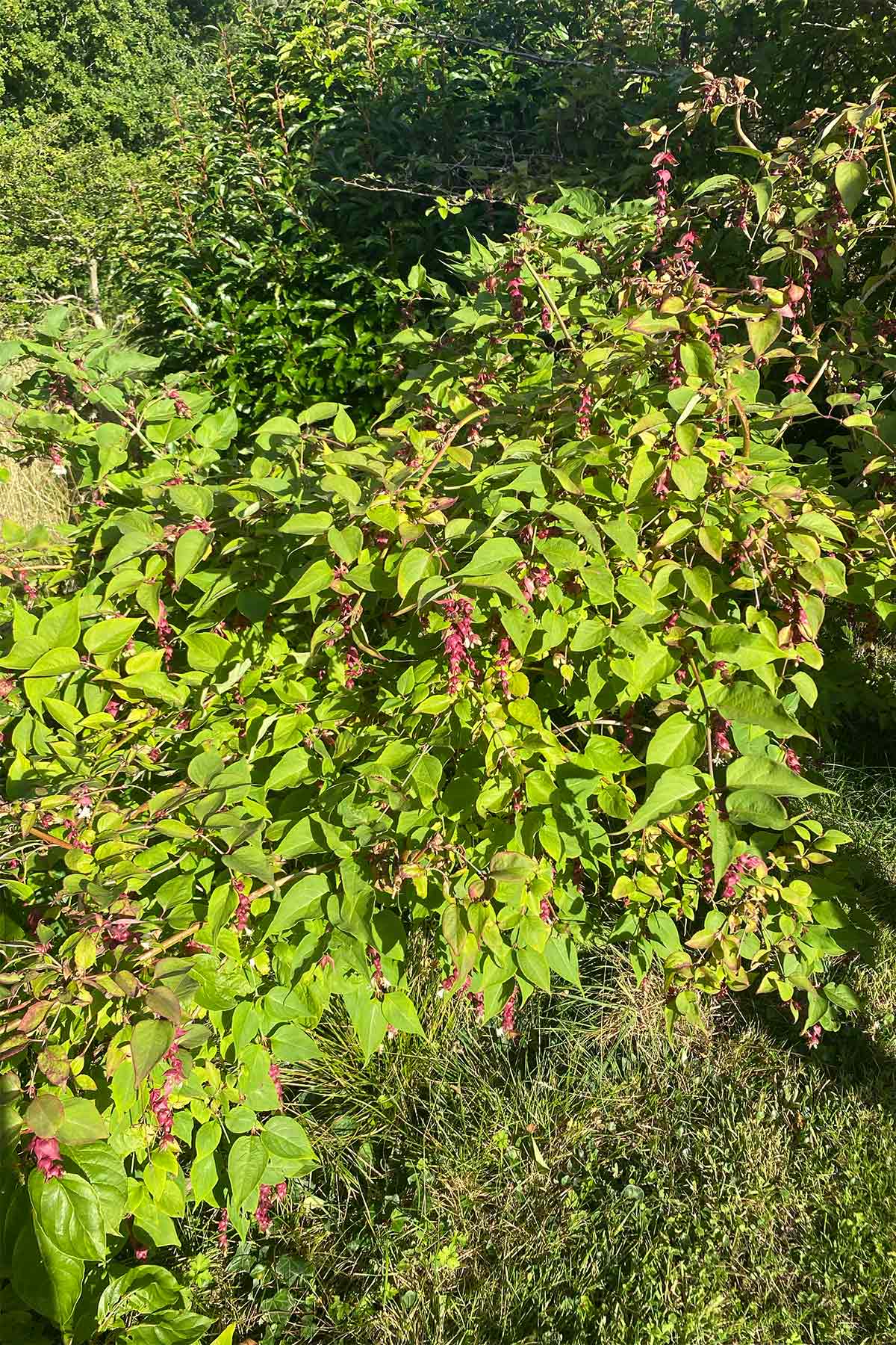 bushes in morville's garden