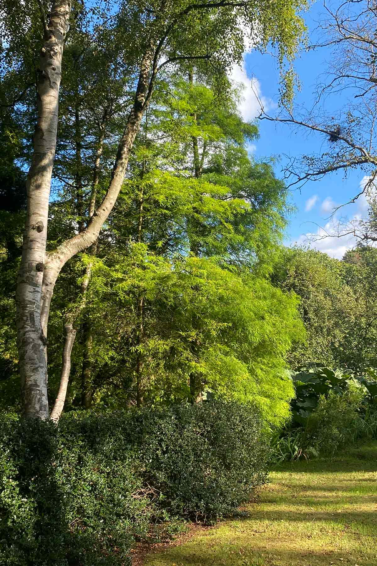 trees in morville's garden