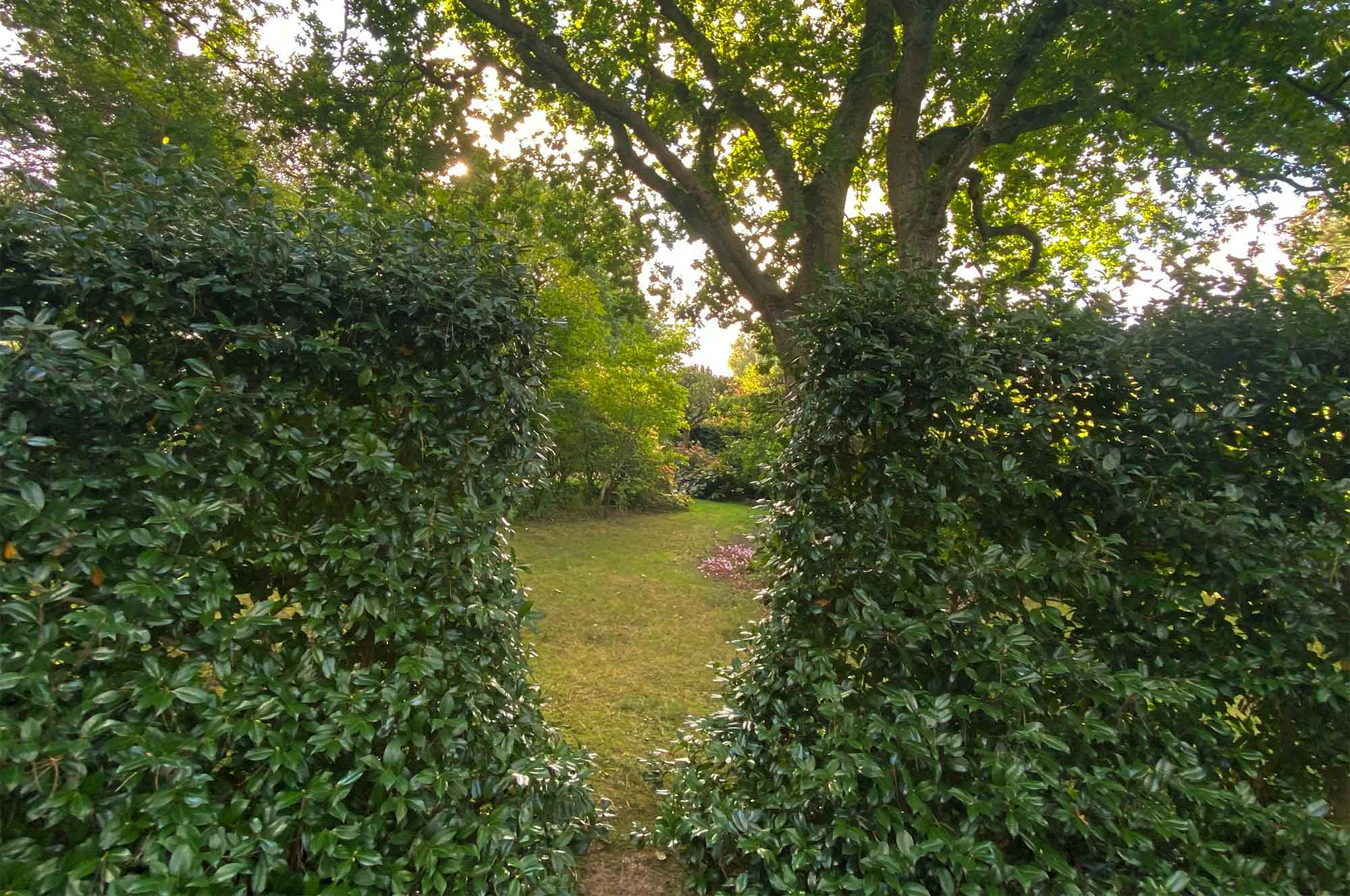 skirt hedges from the garden